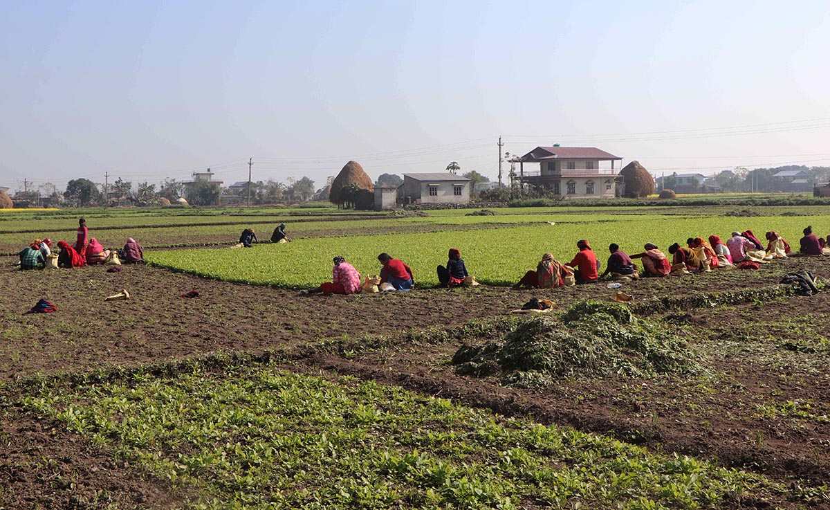 पश्चिम चितवन गाजरखेतीको ‘हब’